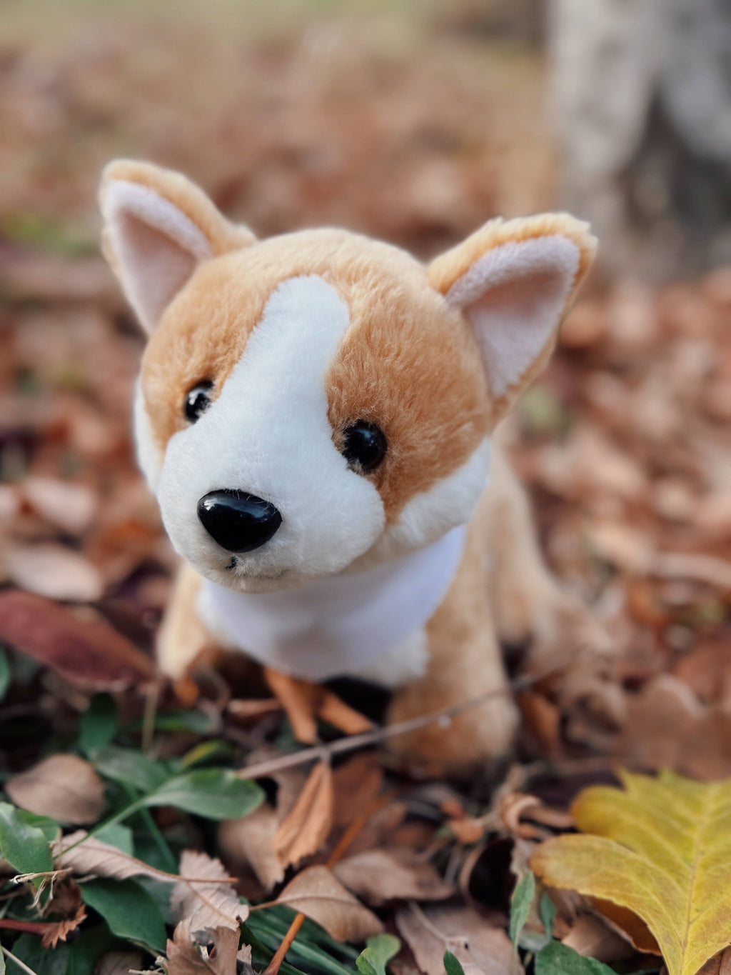 Lily the Butterscotch Corgi Dog With Collar- Puppy Plush Soft Toy: exclusive for Luxe only birthday child