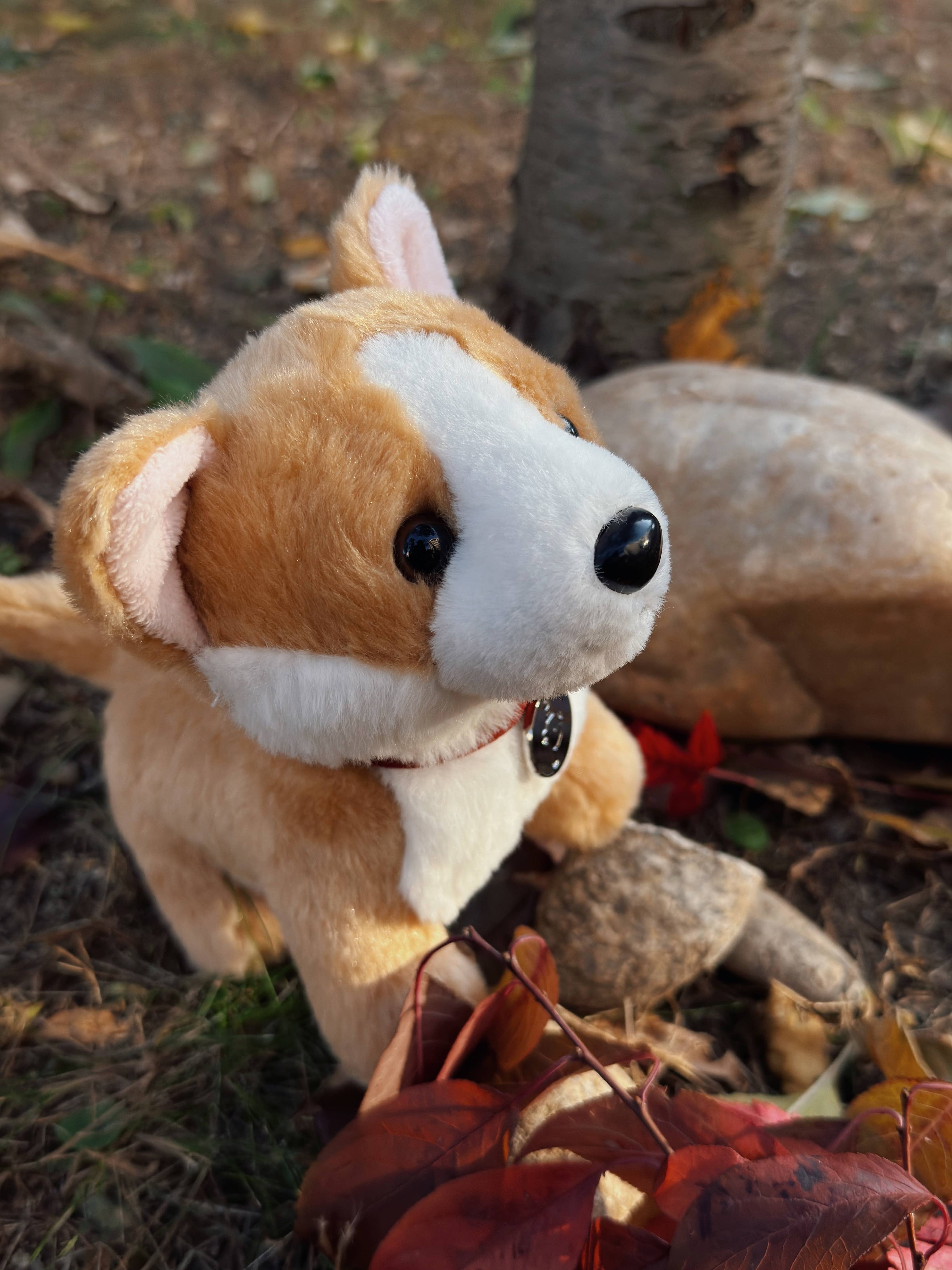 Lily the Butterscotch Corgi Dog With Collar- Puppy Plush Soft Toy: exclusive for Luxe only birthday child